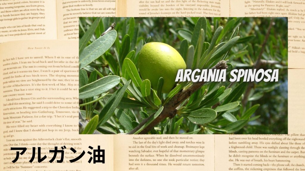 【別館画像】argan-oil-アルガン油のアロマハーブプチ辞典用アイキャッチ＠botanical-study.site