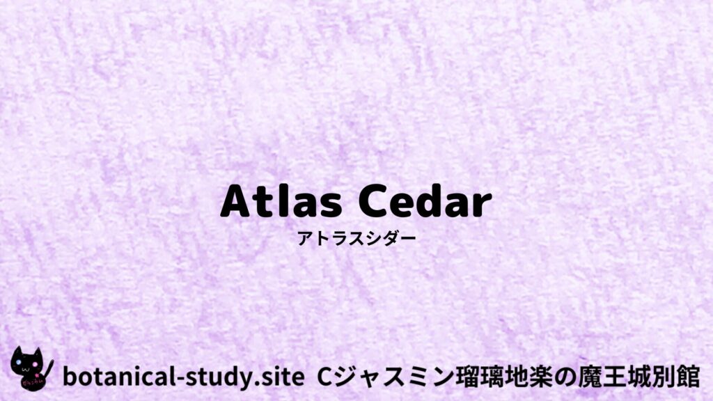 【別館】atlas-cedar-アトラスシダーのアロマハーブプチ辞典クイズ用アイキャッチ＠botanical-study.site