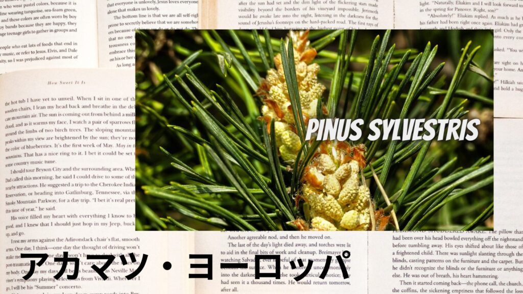【別館画像】european-pine-アカマツ・ヨーロッパのアロマハーブプチ辞典クイズ用アイキャッチ＠botanical-study.site