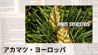 Scots Pine：Mini Dictionary　アカマツ・ヨーロッパ