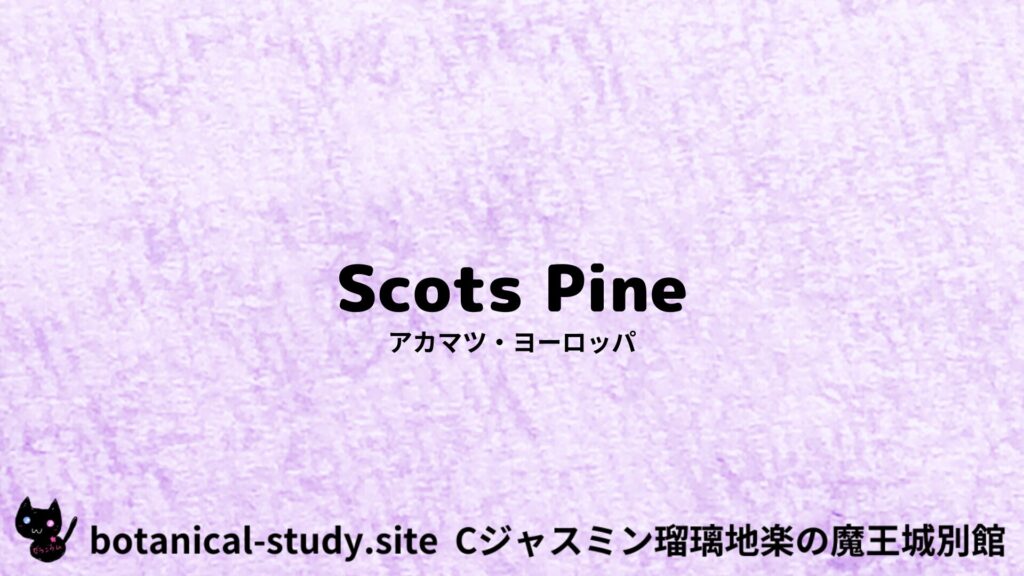 【別館】european-pine-アカマツ・ヨーロッパのアロマハーブプチ辞典クイズ用アイキャッチ＠botanical-study.site