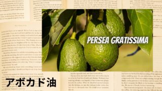 Avocado Oil:Mini Dictionary アボカド油