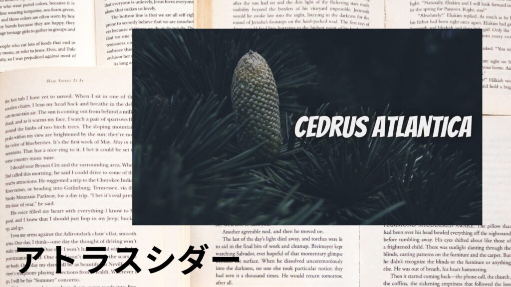 【別館画像】atlas-cedar-アトラスシダーのアロマハーブプチ辞典クイズ用アイキャッチ＠botanical-study.site