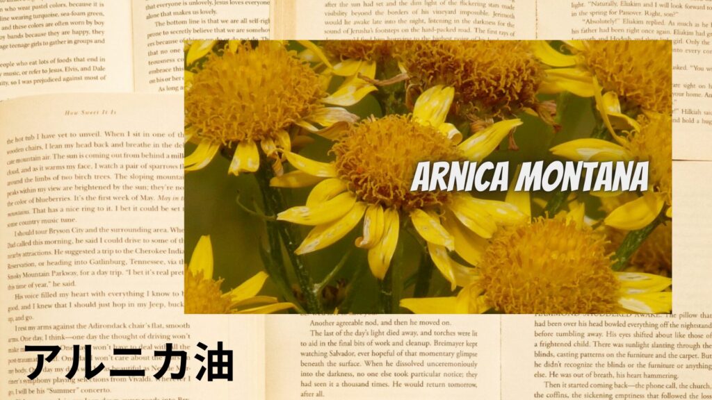【別館画像】arnica-oil-アルニカ油のアロマハーブプチ辞典クイズ用アイキャッチ＠botanical-study.site