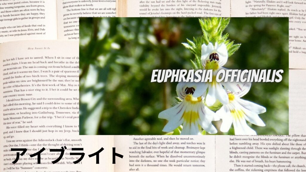 eyebright-アイブライトのアロマハーブプチ辞典クイズ用アイキャッチ@botanical-study.site