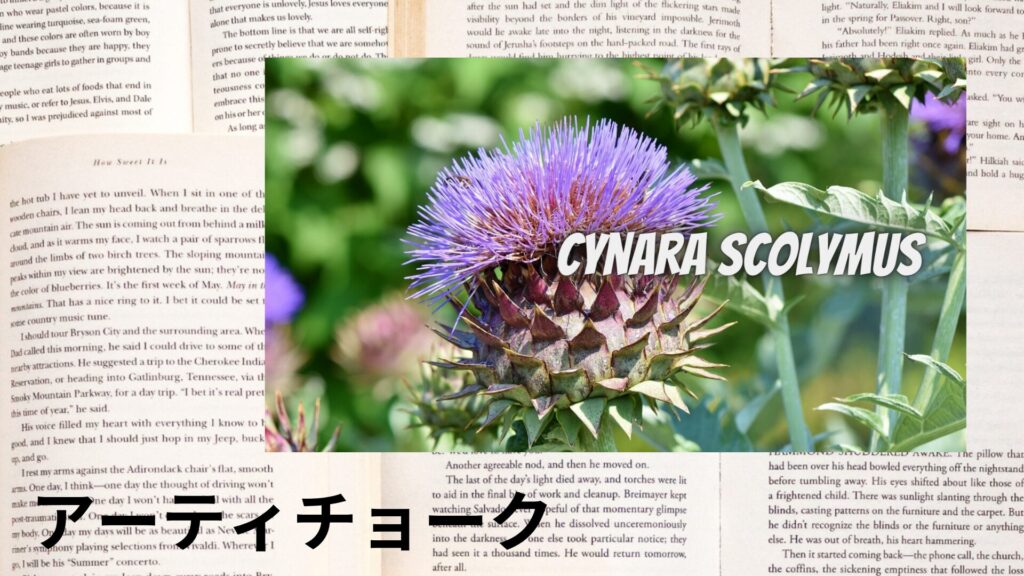 【別館画像】artichoke-アーティチョークのアロマハーブプチ辞典用アイキャッチ@botanical-study.site