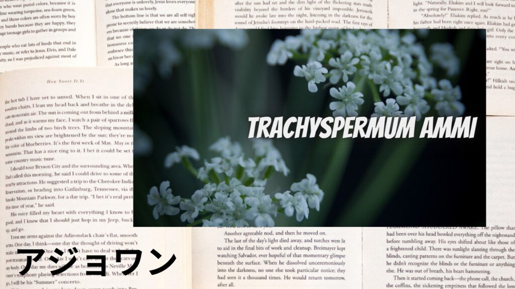 【別館画像】ajwain-アジョワンのアロマハーブプチ辞典クイズ用アイキャッチ@botanical-study.site