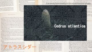 Atlas Cedar:Mini Dictionary アトラスシダー