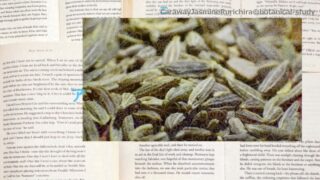 Anise:Mini Dictionary アニス