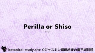 Perilla：Mini Dictionary Quiz　シソ