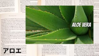 Aloe:Mini Dictionary アロエ