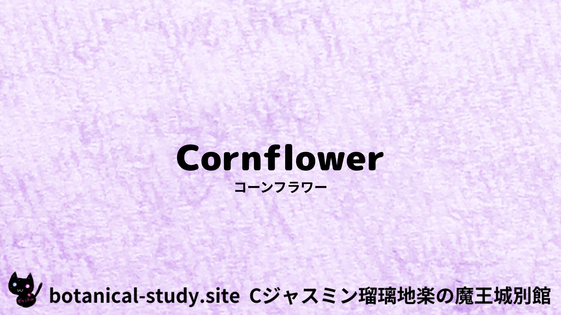 【別館】cornflower-コーンフラワー/ハーブ/アイキャッチ＠botanical-study.site