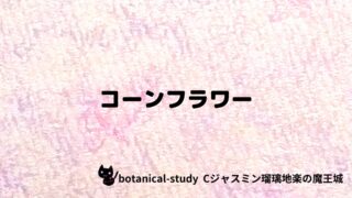 コーンフラワー：プチ辞典クイズ