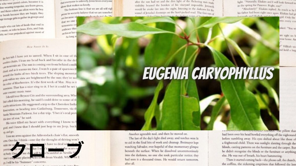 【別館画像】clove-クローブ/ハーブ/アイキャッチ＠botanical-study.site