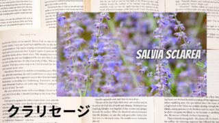 Clary Sage:Mini Dictionary クラリセージ