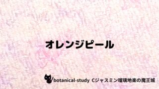 オレンジピール:プチ辞典クイズ