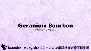 Geranium Bourbon:Mini Dictionary Quiz ゼラニウム・ブルボン