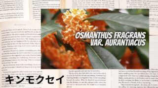 Osmanthus Fragrans:Mini Dictionary キンモクセイ