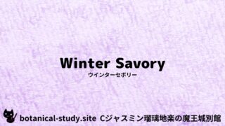 Winter Savory:Mini Dictionary Quiz ウインターセボリー