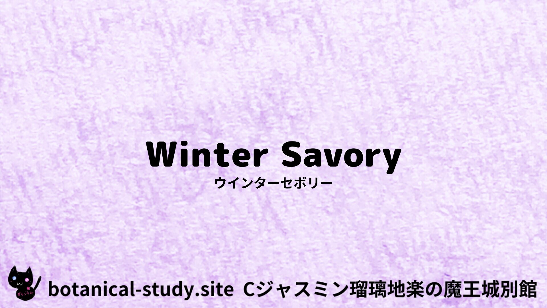 【別館】winter-savory-ウインターセボリー/ハーブ/アイキャッチ＠botanical-study.site