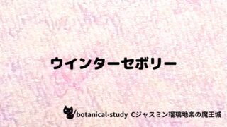 ウインターセボリー:プチ辞典クイズ
