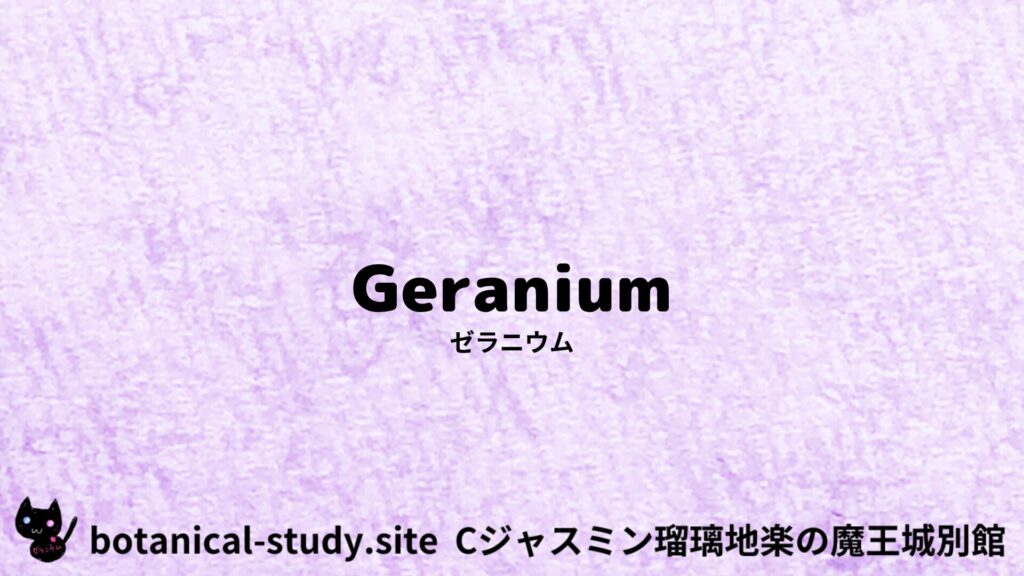 geranium-egypt-ゼラニウム/ハーブ/アイキャッチ＠botanical-study.site