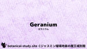 geranium-egypt-ゼラニウム/ハーブ/アイキャッチ＠botanical-study.site