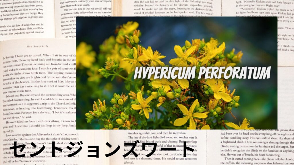 【別館画像】st-johns-wort-セントジョンズワート＠botanical-study.site