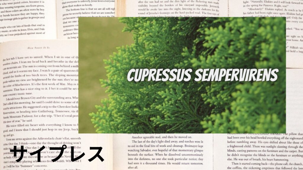 【別館画像】cypress-サイプレス/アイキャッチ@botanical-study.site