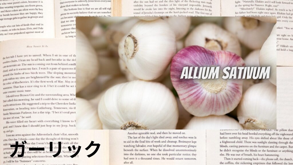 【別館画像】garlic-ガーリック/ハーブ/アイキャッチ@botanical-study.site