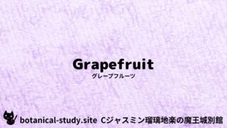 Grapefruit：Mini Dictionary Quiz　グレープフルーツ