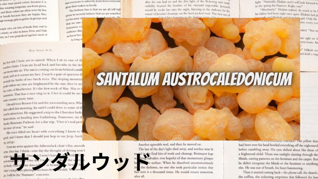 【別館画像】sandalwood-サンダルウッド/アイキャッチ＠botanical-study.site