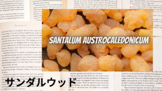 Sandalwood：Mini Dictionary　サンダルウッド