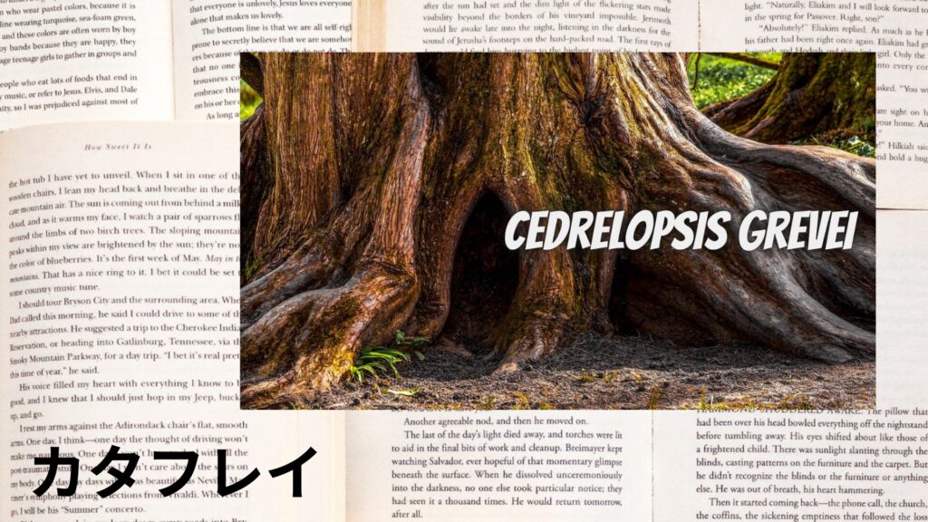 katafray-angustifolia-カタフレイ/アイキャッチ@botanical-study.site