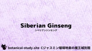 Siberian GinsengAloe:Mini Dictionary Quiz シベリアンジンセング