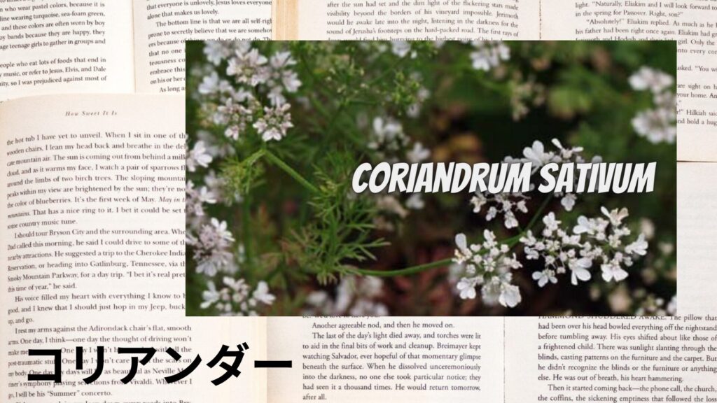 【別館画像】coriander-コリアンダー/ハーブ/アイキャッチ＠botanical-study.site