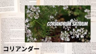 コリアンダー：プチ辞典