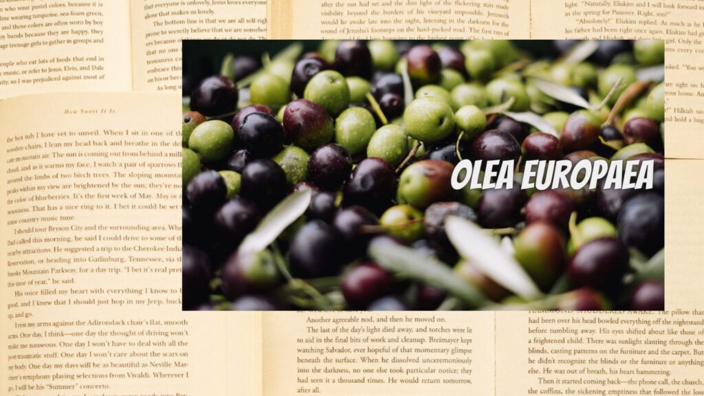 【別館画像】olive-oil-オリーブ油/アイキャッチ＠botanical-study.site