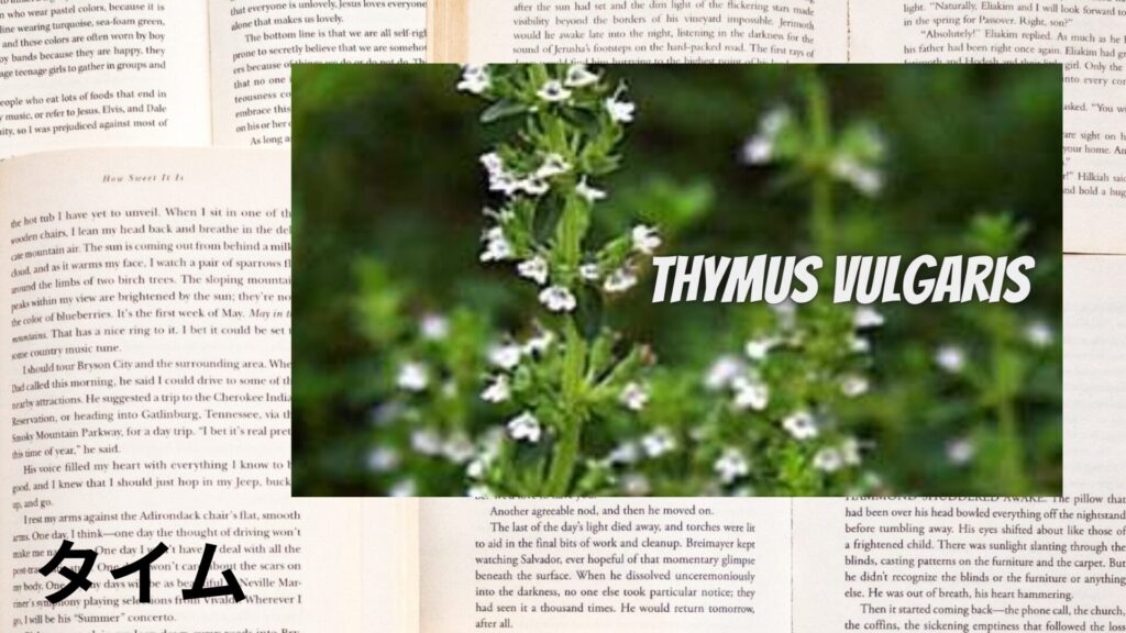 【別館画像】thyme-タイム/ハーブ/アイキャッチ＠botanical-study.site