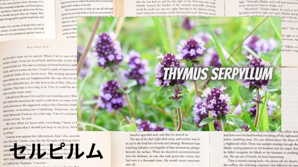 【別館画像】serpillum-セルピルム/ハーブ/アイキャッチ＠botanical-study.site