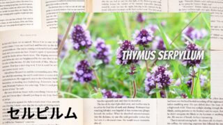 Serpyllum：Mini Dictionary　セルピルム