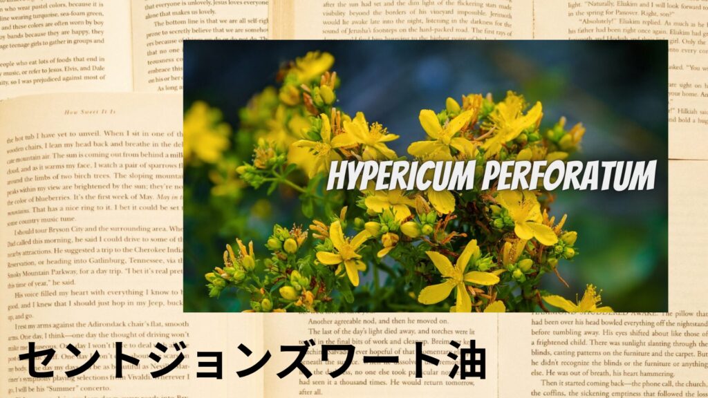 【別館画像】st-johns-wort-oil-セントジョンズワート油/アイキャッチ＠botanical-study.site