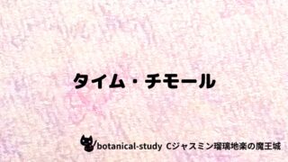 タイム・チモール:プチ辞典クイズ