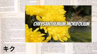 Chrysanthemum:Mini Dictionary キク