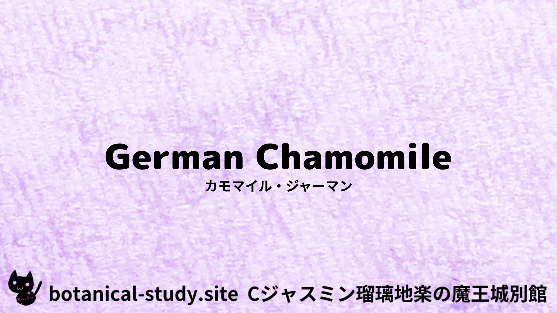 【別館】chamomile-german-カモマイル・ジャーマン/ハーブ/アイキャッチ@botanical-study.site