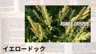 Yellow Dock:Mini Dictionary イエロードック