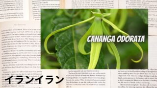 Ylang Ylang:Mini Dictionary イランイラン