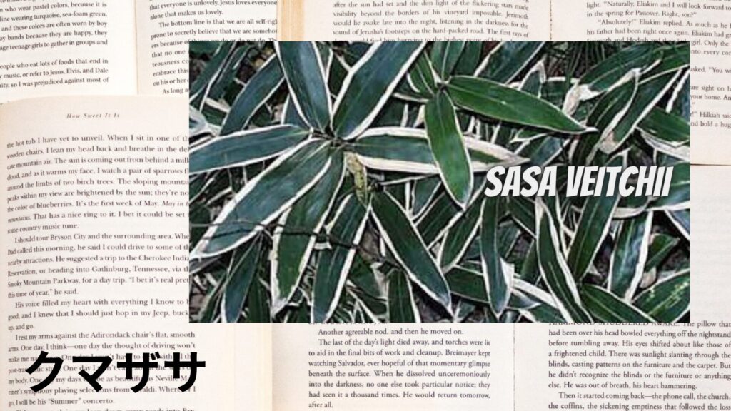 【別館画像】kumasasa-angustifolia-クマザサ/ハーブ/アイキャッチ＠botanical-study.site