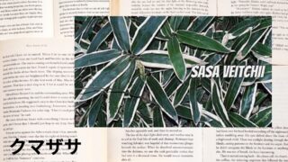 Kuma Bamboo Grass:Mini Dictionary クマザサ