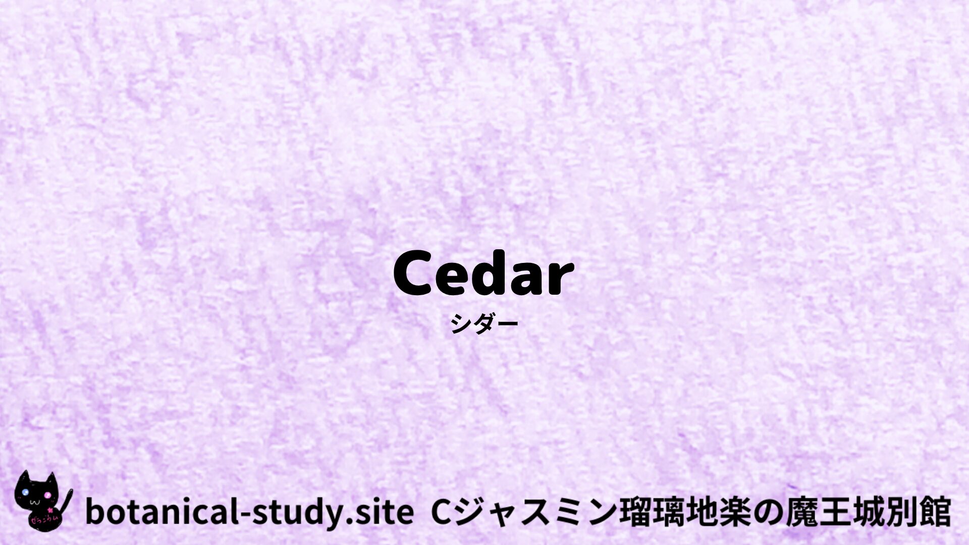 【別館】cedar-シダー/アイキャッチ＠botanical-study.site